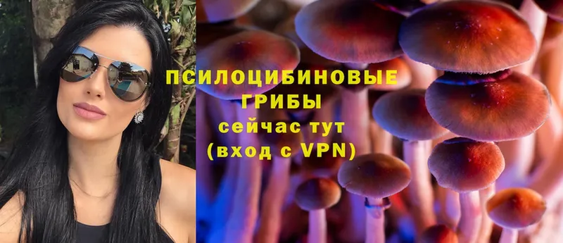 Псилоцибиновые грибы Cubensis  Апатиты 